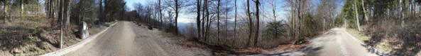 Forest spherical panorama