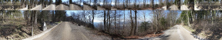 Forest collection panorama